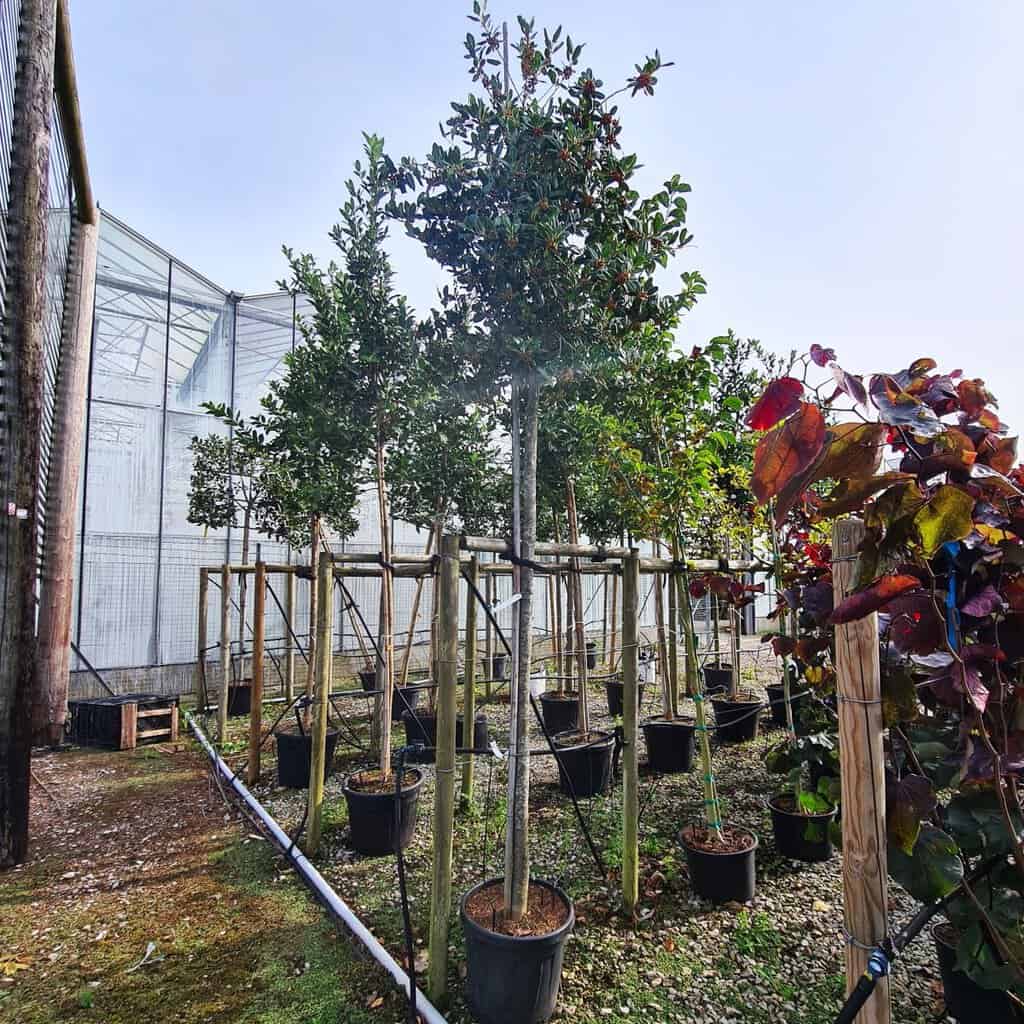 Ilex aquifolium 'Nellie R Stevens' <span class="hidden specialOffer"></span> 18-20 EHS